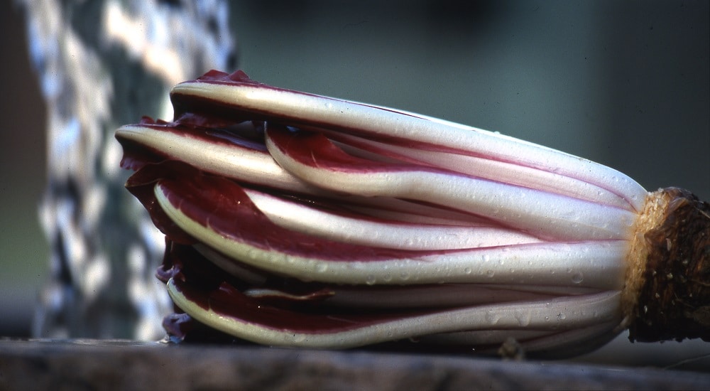 Il Radicchio Rosso di Treviso IGP tardivo