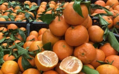 La Clementina di Calabria IGP